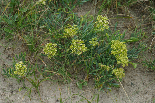 Closeup on a blossoming edible Rock samphire or Sea fennel, Crithmum maritimum at the dunes in the Belgian coast