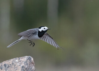 White wagtail