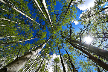 dal fondo della foresta