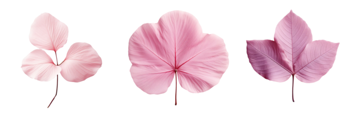 Pink Tabebuia rosea leaf isolated on transparent background