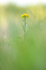 fleur jaune