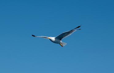 Fototapeta na wymiar Yellow-legged gull, Larus Michahellis white color flying on clear blue sky background. Under view.