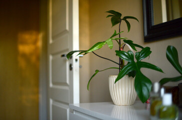 philodendron plant on white dresser, seen in a golden sunset light © Kristina