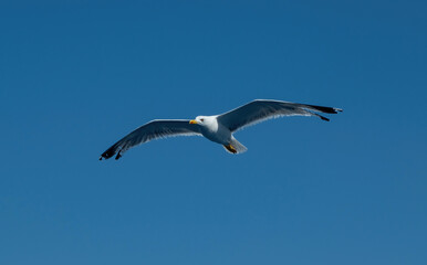 Yellow-legged gull, Larus Michahellis white color flying on clear blue sky background. Under view.