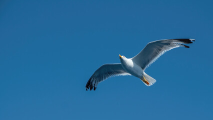 Yellow-legged gull, Larus Michahellis white color flying on clear blue sky background. Under view.