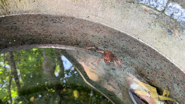 A frog floats motionless on the surface of the water in a well with clean drinking water. The frog's reaction to danger is to pretend to be dead. A brown frog swims on the surface of the water, spread