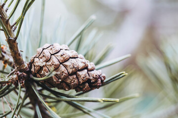 Close-up sur une pomme de pin dans un arbre r&eacute;sineux et arri&egrave;re-plan flou