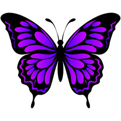 Colorful purple and pink butterfly isolated on white background