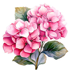 Water color beautiful pink hydrangea illustration png clip art no background 