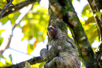 Brown-Throated Three-Toed Sloth (Bradypus variegatus) © fluffandshutter