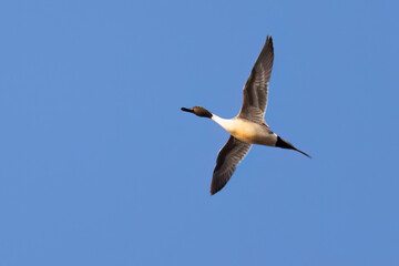 northern pintail duck