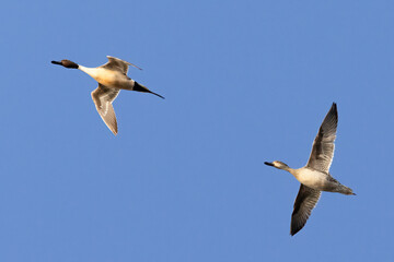 northern pintail duck