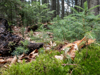 close-up of moss and fallen tree in forest