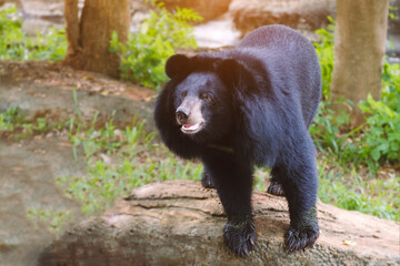 Obraz premium Close up of black bear in summer forest
