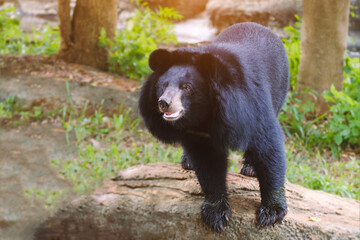 Close up of  black bear in summer forest