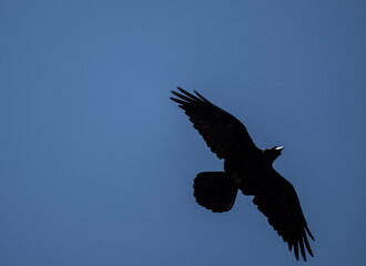 a black raven in flight hunts and dives for prey against the sky in natural conditions
