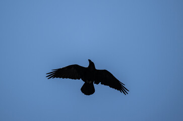 a black raven in flight hunts and dives for prey against the sky in natural conditions
