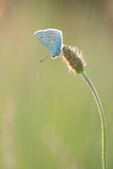 papillon azur&eacute;