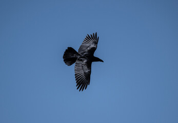 a black raven in flight hunts and dives for prey against the sky in natural conditions