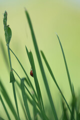 coccinelle herbe