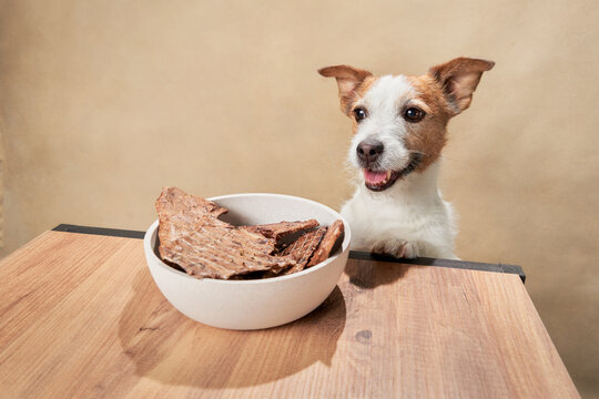 pet nutrition. The dog looks at the bowl of treats. Funny jack russell terrier at home 