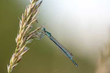 libellule demoiselle