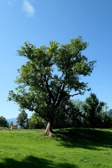 imposanter Baum oberhalb des Staffelsees