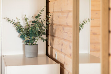 Fototapeta na wymiar serene and rustic: green flower in a pot on a shelf against a wooden wall