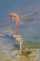 Vagrant Darter