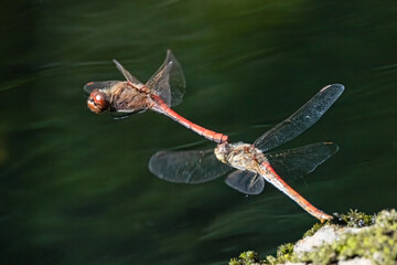 Vagrant Darter