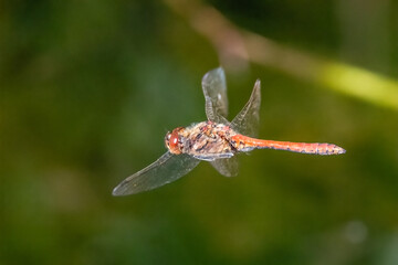 Vagrant Darter