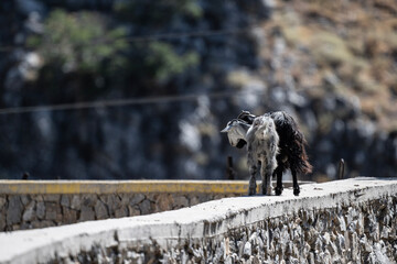 wild goats in the mountains and gorges of Crete in natural conditions