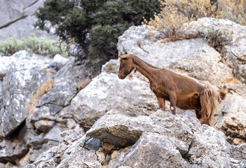 wild goats in the mountains and gorges of Crete in natural conditions