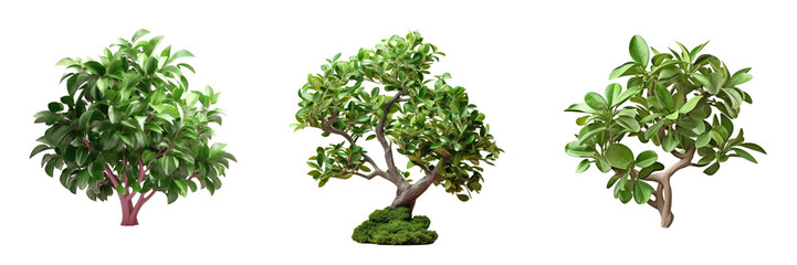 Ficus altissima trimmed bush for park or garden decoration isolated on transparent background