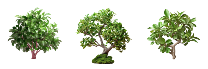 Ficus altissima trimmed bush for park or garden decoration isolated on transparent background
