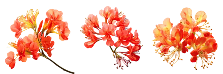 Fototapeten The flower names Caesalpinia pulcherrima and Delonix regia have a subject blur © TheWaterMeloonProjec
