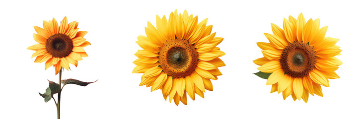 Gorgeous sunflower against transparent background