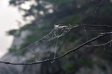 Spider Web Between Branches in a Tree