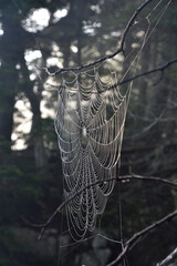 Pattern of Woven Web in a Tree Branch