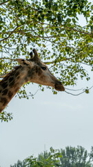 Giraffe head on the top of the tree.
