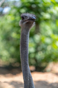 An ostrich stares piercingly from its enclosure at the zoo.