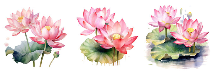 Watercolor painting of pink lotus flowers for greeting cards or wedding invitations