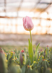 Pink tulip standing out in a tulip field in a greenhouse - obrazy, fototapety, plakaty