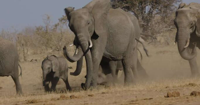 Close-up. Breeding herd of elephants running out the bush towards a waterhole to drink 