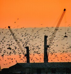 construction site with crane silhouette look landcape 