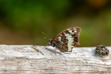 A Great Banded Grayling (Brintesia circe) butterfly at rest.