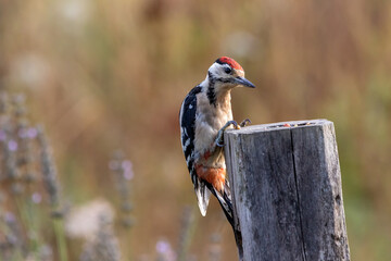 A Great spotted woodpecker (Dendrocopos major) perched on a vertical wooden post.