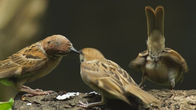 Philippine Maya Bird Eurasian Tree Sparrow or Passer montanus perch on tree branch pecking rice grains