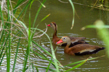Black-Bellied Whistling Ducks