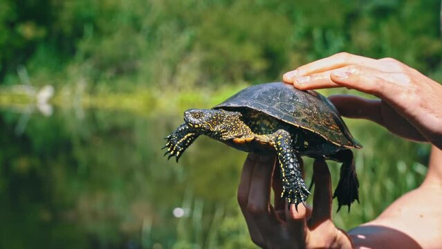 Turtle crawls to the river on a hot summer day close-up. The turtle slowly crawls along the sand, rearranging its paws with claws. People are looking at the European pond turtle.